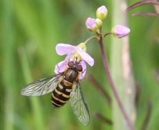 Wiesenschaumkraut-Schwebfliege-37.jpg